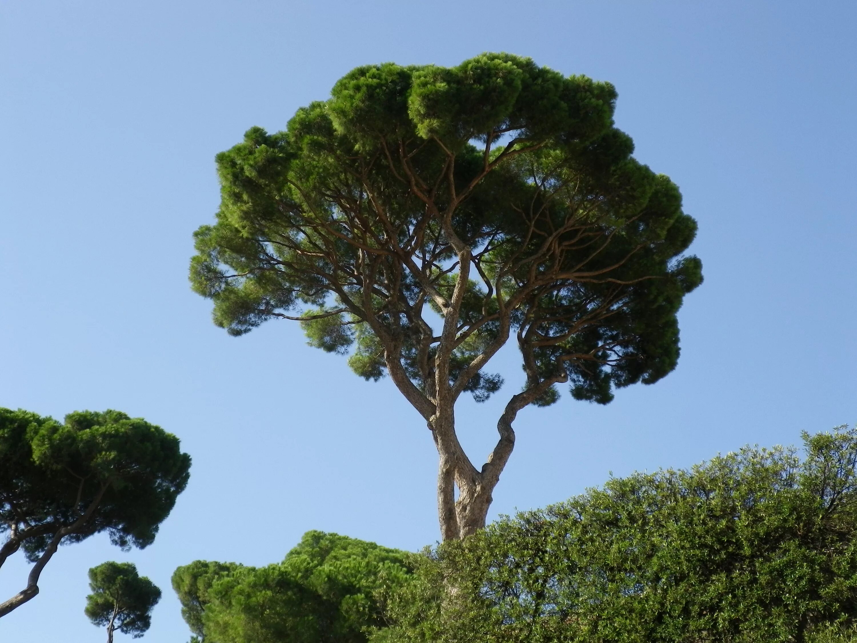 Isn tree