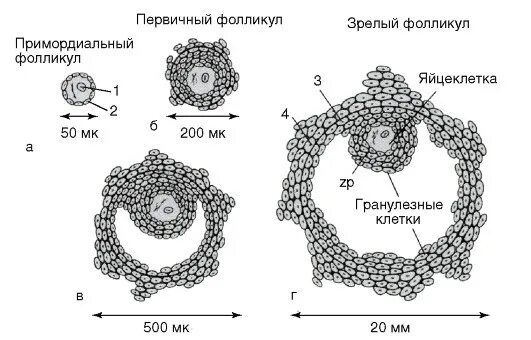 Первичный преантральный фолликул. Преантральный фолликул гистология. Примордиальный фолликул гистология. Типы строения фолликула. 17 фолликулам