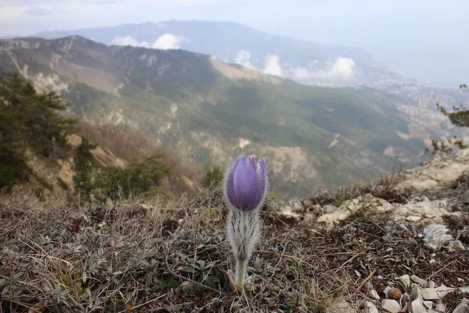 В Крыму потеплело. Крым лето 2022 год. Фото климат Симферополь. Цветы 1 апреля Севастополь.