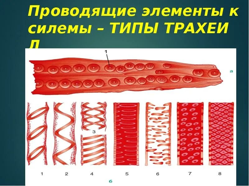 Проводящие элементы. Проводящая элемент ксилемы. проводящие элементы ксилемы. проводящие элементы ксилемы сосуды. типы сосудов ксилемы.