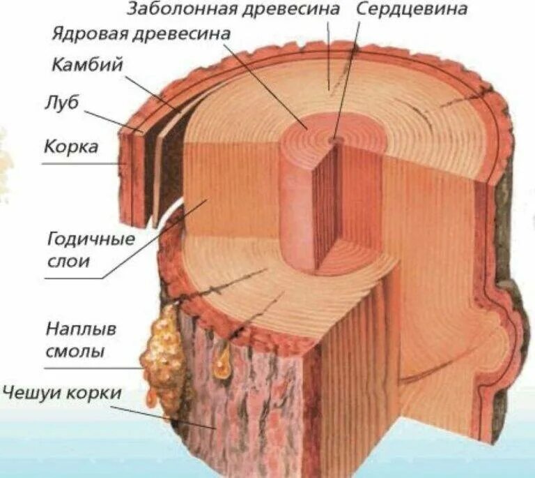 Строение и значение древесины стебля. Строение древесины голосеменных растений. строение ствола хвойного дерева. схема строения ствола хвойного дерева. разрез ствола хвойного дерева биология 7.