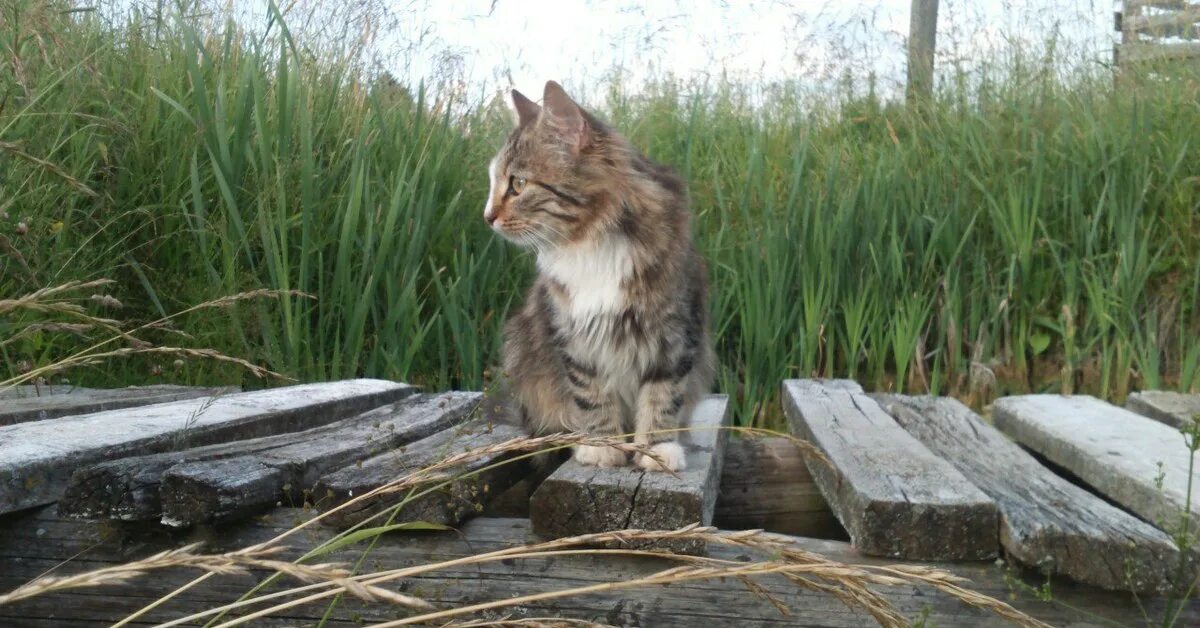 Кот у реки. Топи котят. Топи котят. Кот в ведре. Ведро котят.