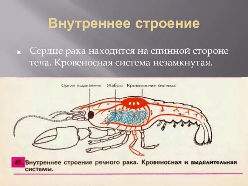 Кровеносная система членистоногих. Кровеносная система ракообразных. Незамкнутая кровеносная система. Кровеносная система краба.