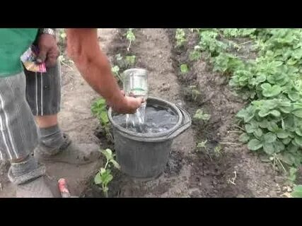 Полив саженцев после посадки осенью