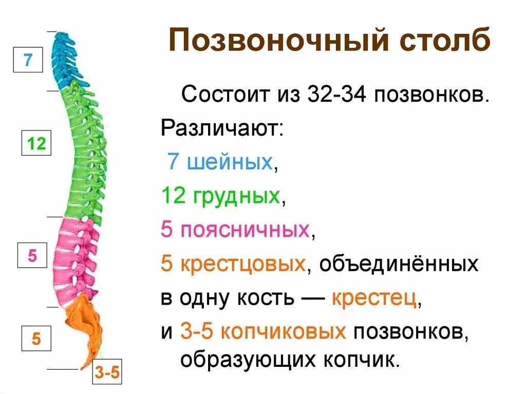 Из каких 2 отделов состоит. Строение позвонка, изгибы позвоночного столба.. строение позвоночника человека его отделы и функции. схема отделов и изгибов позвоночного столба. строение позвоночного столба 1 отдела.