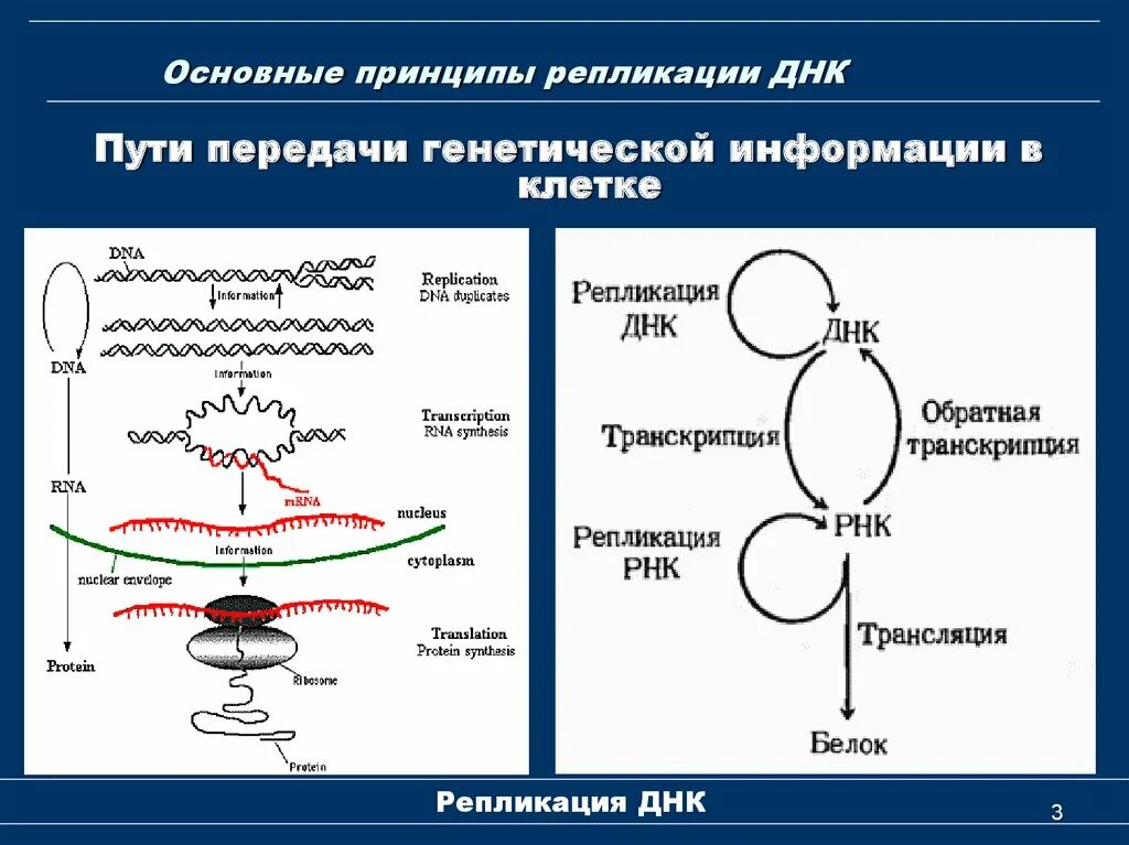 Репликация ДНК эндонуклеаза. Репликация ДНК структура ДНК. 2)  Репликация ДНК. Схема передачи генетической информации.