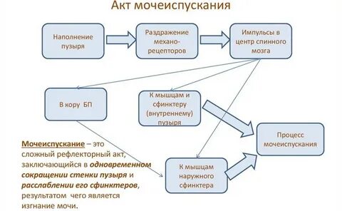 Как происходит мочеиспускание
