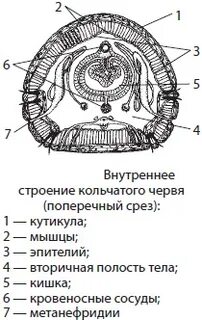 Чем отличается строение моллюсков от кольчатых червей