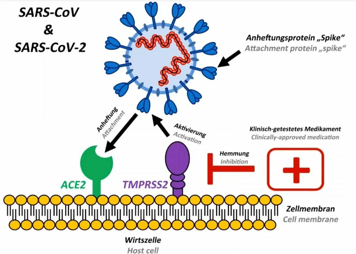 Ace 2 Рецептор коронавирус. Коронавирус строение Covid 19. Рецепторы клеток для SARS-cov-2. Строение вируса SARS-cov-2.