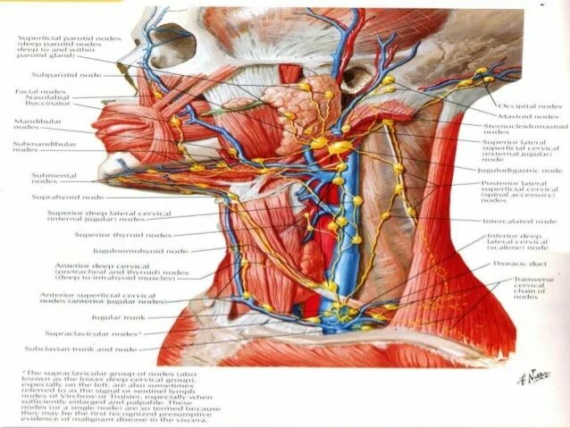 Внутреннее строение шеи. Анатомия шеи. Строение шеи анатомия. Мягкие ткани шеи анатомия.