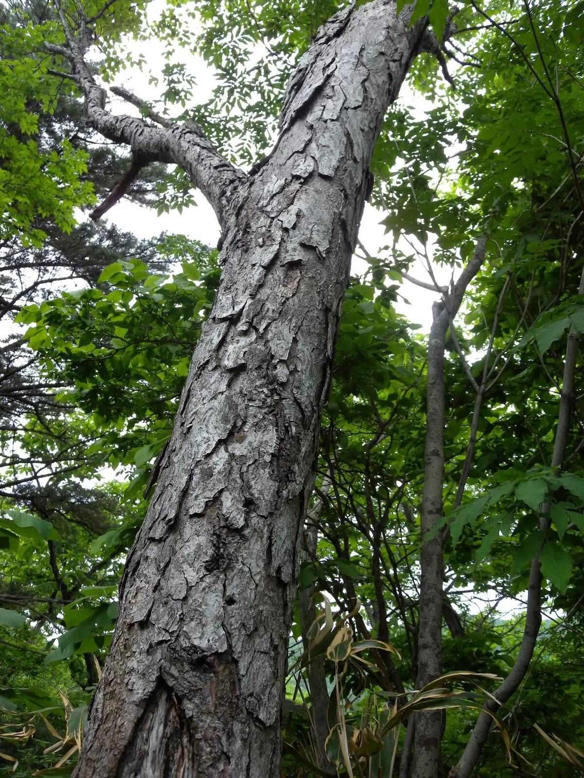 Березка приморская. Береза Шмидта Betula schmidtii. Береза Шмидта (железная береза ). Железное дерево береза Шмидта. Железная берёза Дальний Восток.