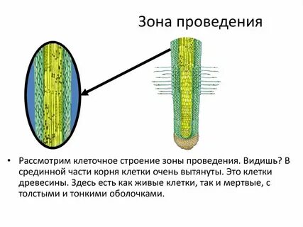 Особенности строения клеток зоны проведения