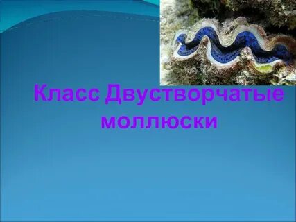 Презентация по биологии моллюски