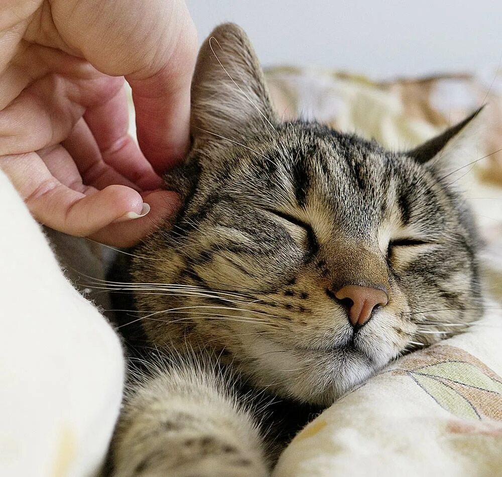 Почему коты ласкаются