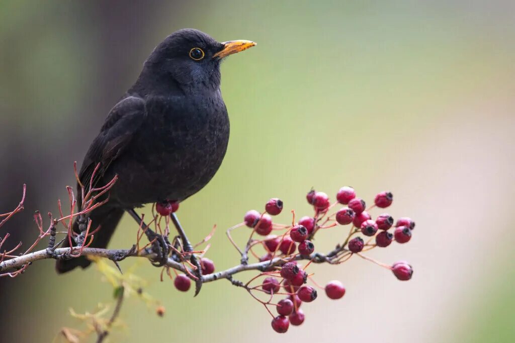 Eurasian blackbird птица. Я дрозд ты дрозд. common blackbird. черный дрозд рисунок картинка. птица и инжир.