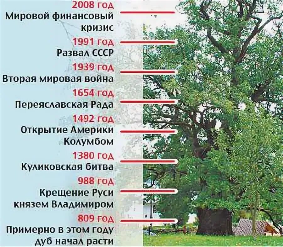 Средний срок жизни дуба составляет около пятьсот. Продолжительность жизни деревьев. Высота различных деревьев. Жизни разных деревьев. Продолжительность жизни дуба.