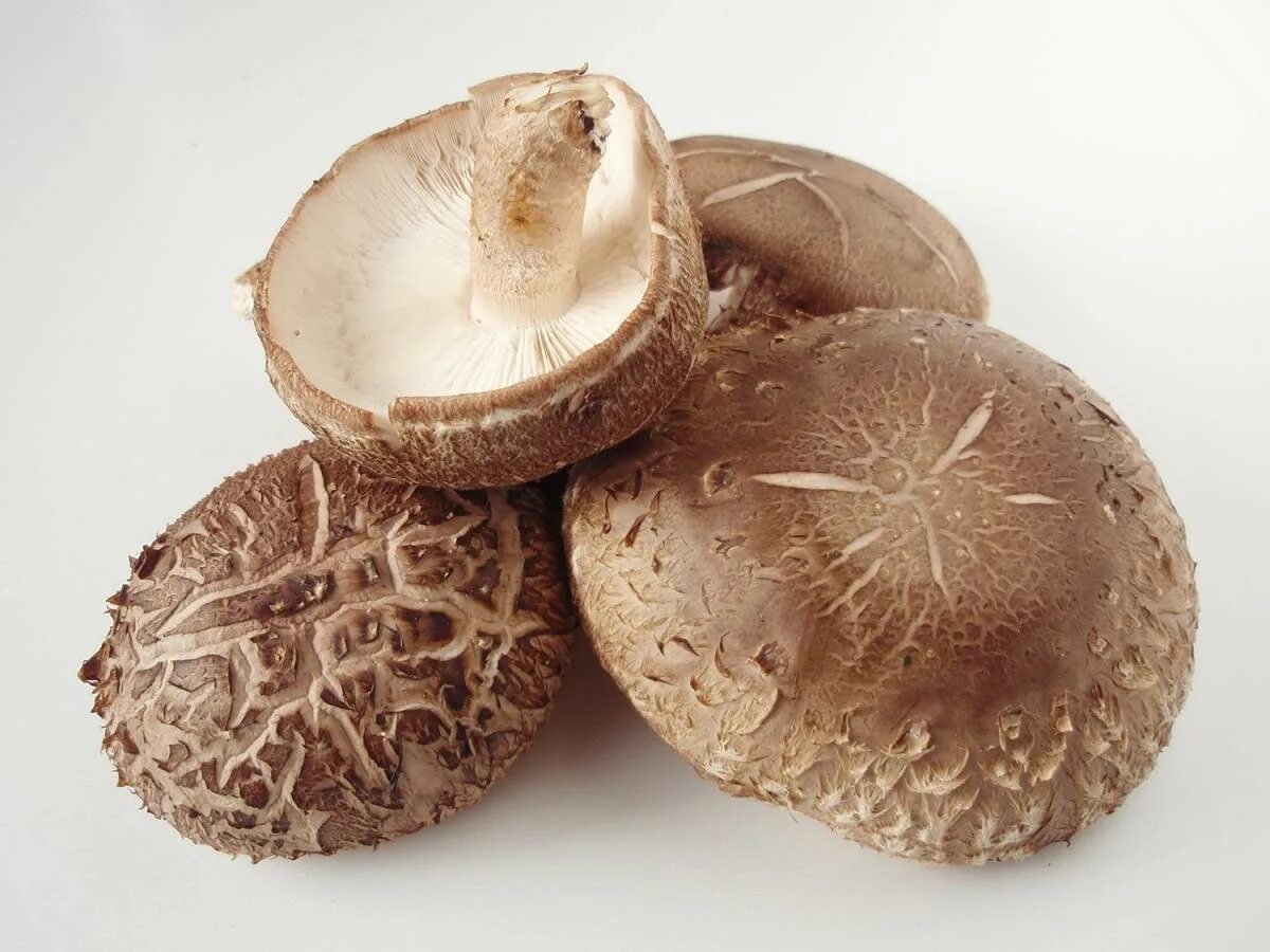 Шиитаке Lentinula edodes. Шиитаке Shiitake (Lentinula edodes). Грибы японские шитаки. Гриб шиитаке лечебные.