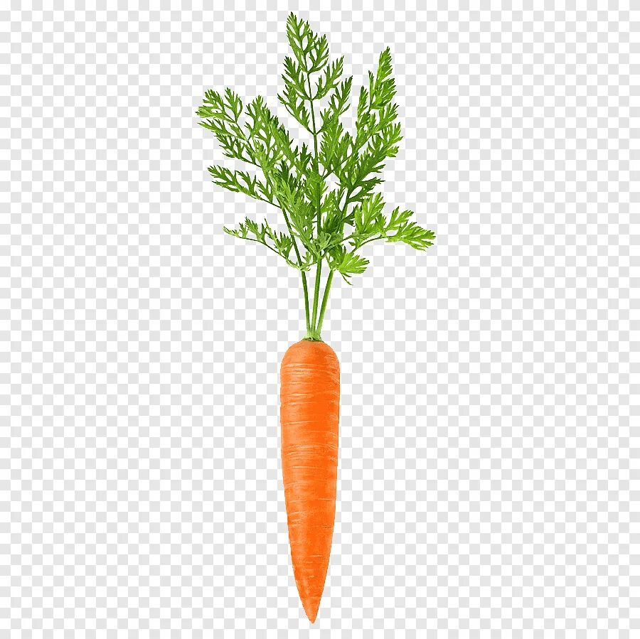 Carrot vegetable. Морковь. Морковь на белом фоне. Овощи морковь. Морковь одна.