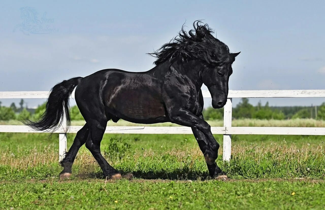 Heavy horses. Лошади породы Владимирский тяжеловоз. Владимирский тяжеловоз лошадь черная. Орловский тяжеловоз чёрный. Владимирский тяжеловоз вороной.