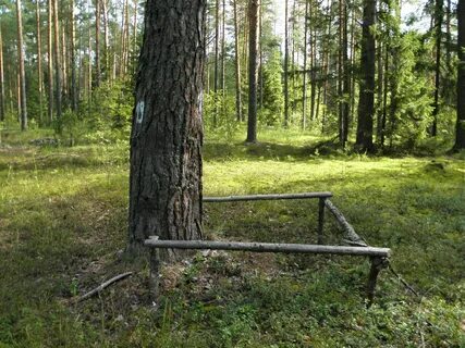 Муравейник киров