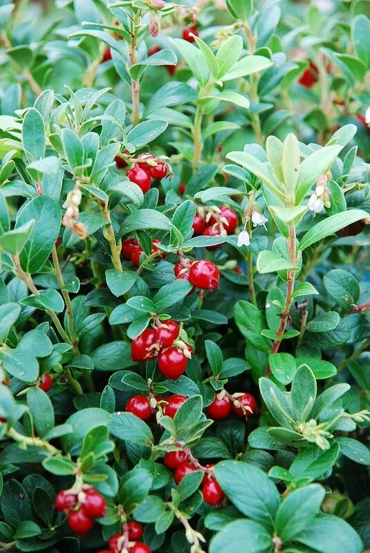 Клюква дозревает после сбора. Брусника (vaccinium vitis-idaea). vaccinium vitis-idaea цветок. красника (vaccinium praestans). клюква куст.
