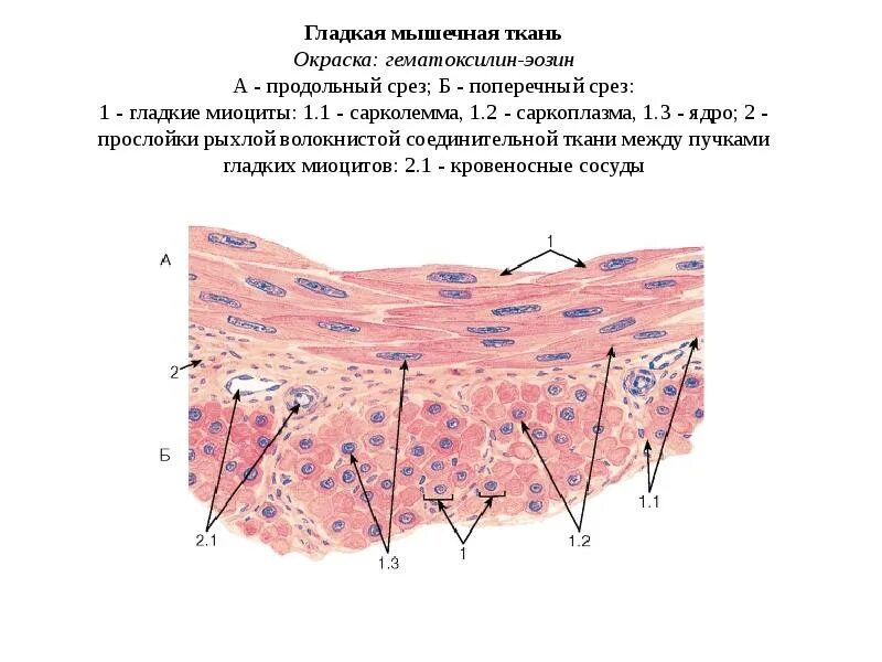 Регенерация тканей гистология. Гладкая мышечная ткань гистология. гладкая мышечная ткань мочевого пузыря окраска гематоксилин эозин. гладкая мышечная ткань окраска гематоксилином и эозином. гладкие миоциты гистология строение.