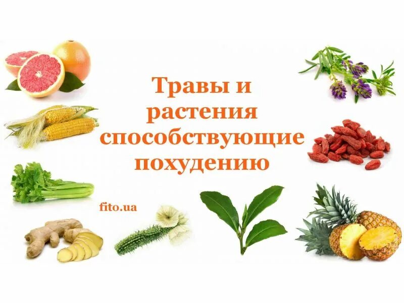 Какую траву чтобы похудеть