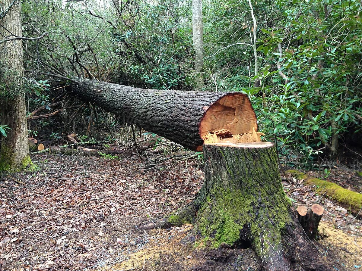 Cut down forest. Срубленное дерево. Спиленное дерево. Спиленные деревья в лесу. Дерево срубили.