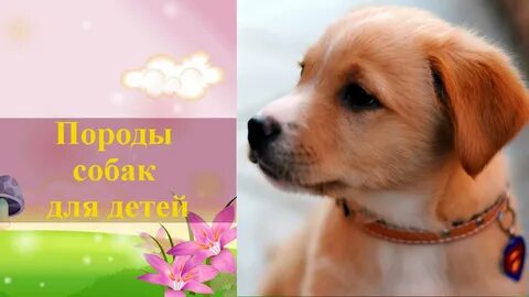 Породы для детей 10 лет