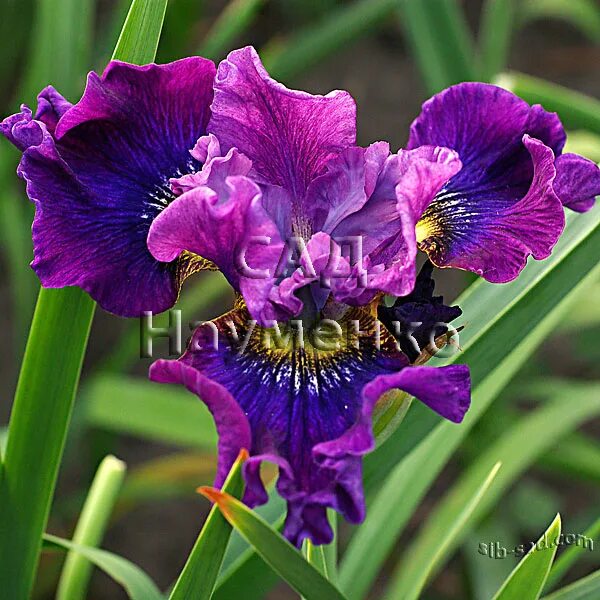 науменко иван иванович ирисы. саттон сша ирисы. сад науменко ирисы в сибири. ирис лоре. ирис сибирский дарк аура.