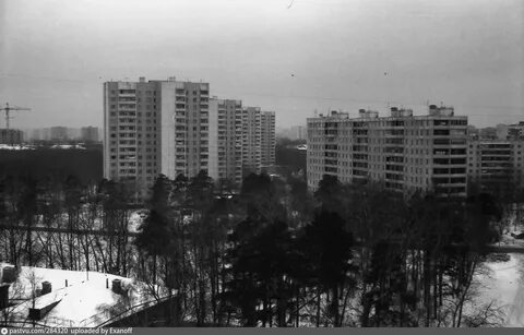 Лосинка