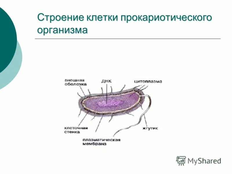 прокариотическая клетка имеет клеточную стенку. строение мембраны прокариотической клетки. клеточная оболочка прок. прокариотическая клетка блок схема. прокариотическая клетка имеет клеточную стенку.