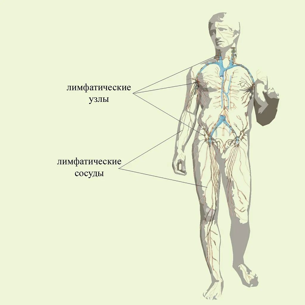 Тренировка для лимфатической системы. Органы лимфатической системы человека. Лимфатическая система человека схема. Лимфатические сосуды. Застоявшейся лимфы