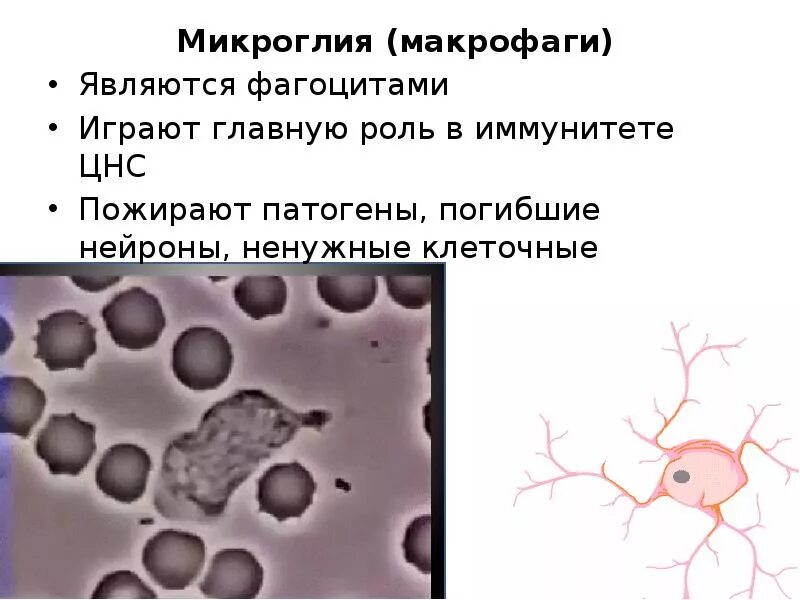 Макрофаги цнс. Нейроглия макрофаги. макрофаги центральной нервной системы.