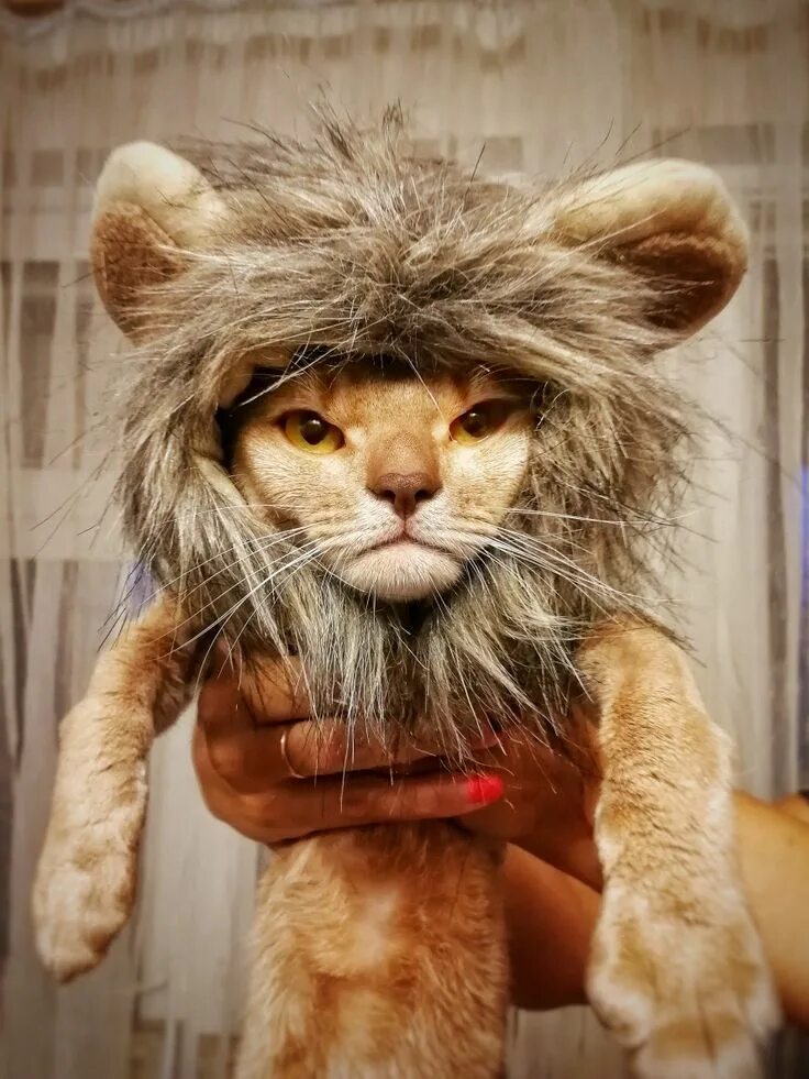 Фильм "Королев лев" , мои впечатления и мой кот Симба Король лев, Кот, Животные