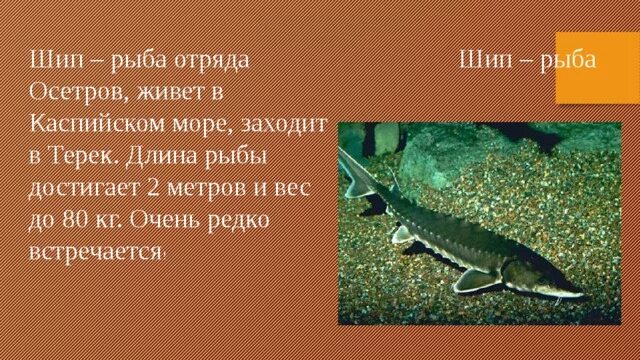 Сколько живет осетр