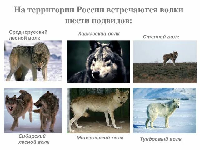 Волк тип животного. Волк разновидности. волк название. разные виды волков. волки разновидности с названиями.