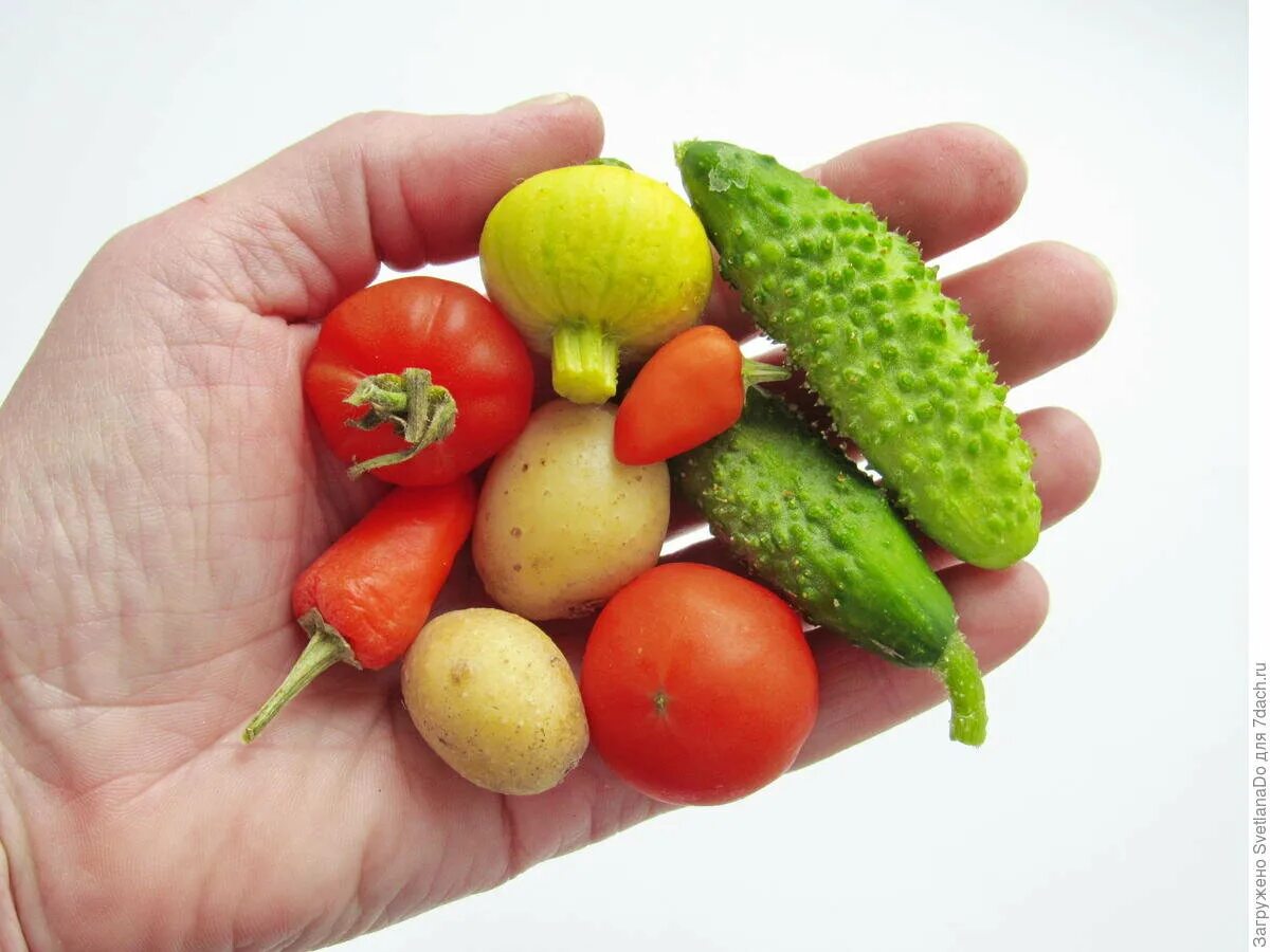Самый маленький овощ. Мини овощи. Мини фрукты и овощи. Маленькие фрукты. Мини овощи семена.