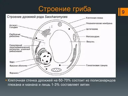 В клетках отсутствует