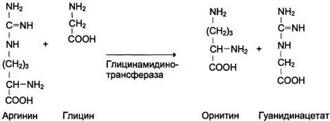Особенности обмена и роль аргинина