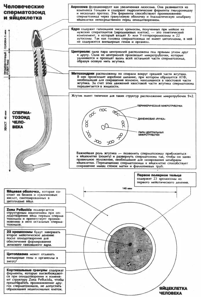Из чего состоит сперматозоид. Сравнение размеров сперматозоида и яйцеклетки. Размер спермия. Размер клеток сперматозоида. Размер клеток сперматозоида.