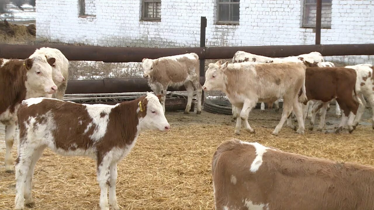Бычки курская область. Мясная продуктивность скота. Бычки курская область. Порода крс герефорд. Фермы кфх герефорд.