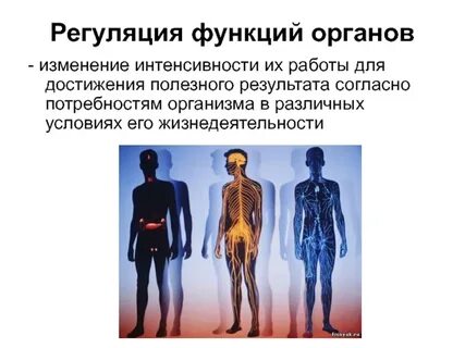 Какие системы выполняют регуляторную функцию