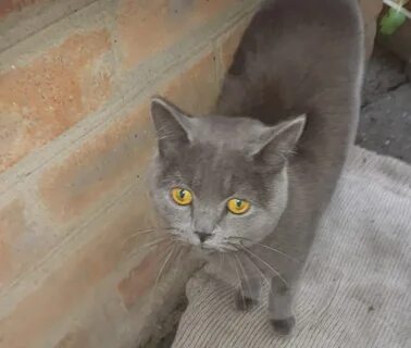 Кошка таганрог