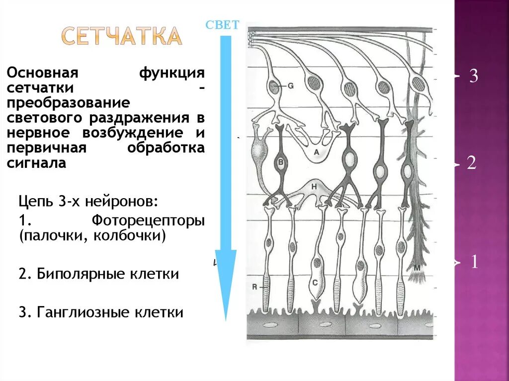 Сетчатая оболочка глаза строение и функции. Сетчатка глаза анатомия. Сетчатка глаза строение и функции. Клетки сетчатки глаза. Сетчатка относится к