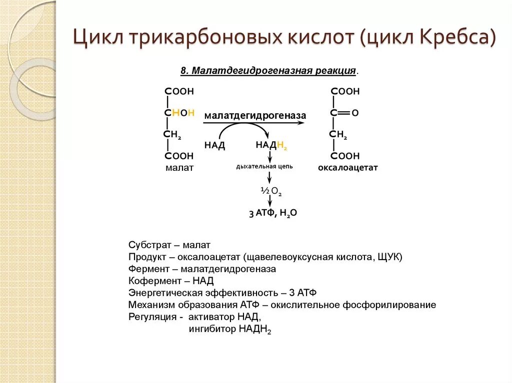 Цикл трикарбоновых кислот биохимия. Характеристика цикла трикарбоновых кислот. Ацетил КОА цикл Кребса. Цикл Кребса пировиноградная кислота.