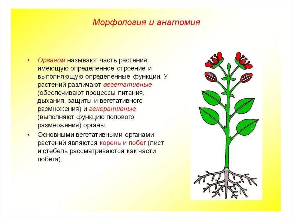 Определить функции органов растений. Морфология.анатомия растений(органы). морфология вегетативных органов. анатомия и морфология растений. вегетативные части растений.