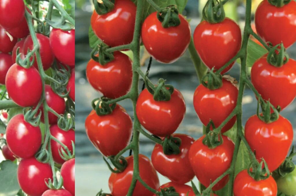 Томат Немецкая клубника Красная (German Red Strawberry), 5 семян Дачная Коллекци