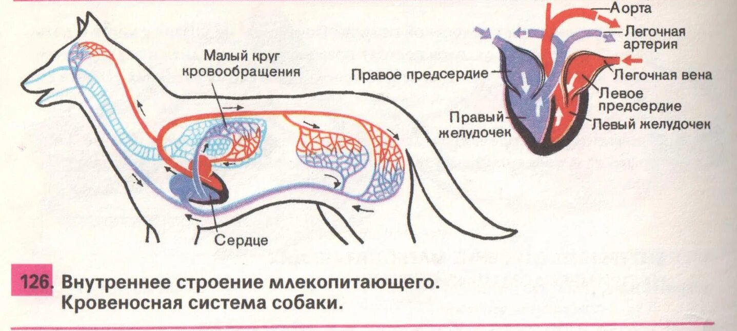 Сердце собаки расположено