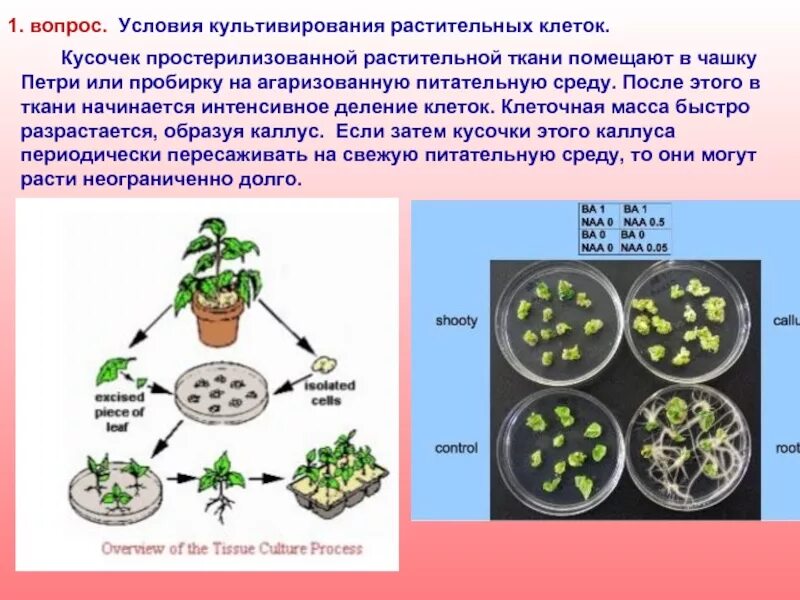 Питательные среды для культивирования растительных клеток. Способы культивирования растительных клеток. Условия культивирования клеток растений. Метод культивирования клеток и тканей.